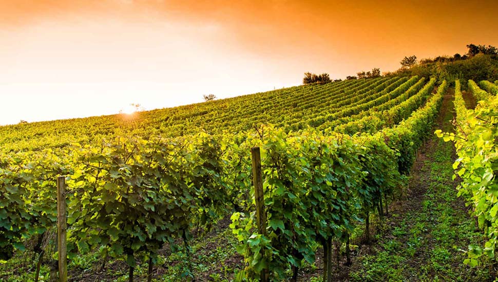 Portuguese Wine Course Foto 1