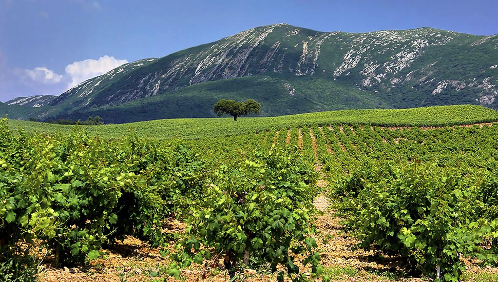 Portuguese Wine Course Foto 5