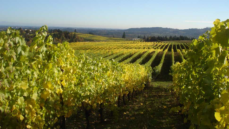 Portuguese Wine Course Foto 5